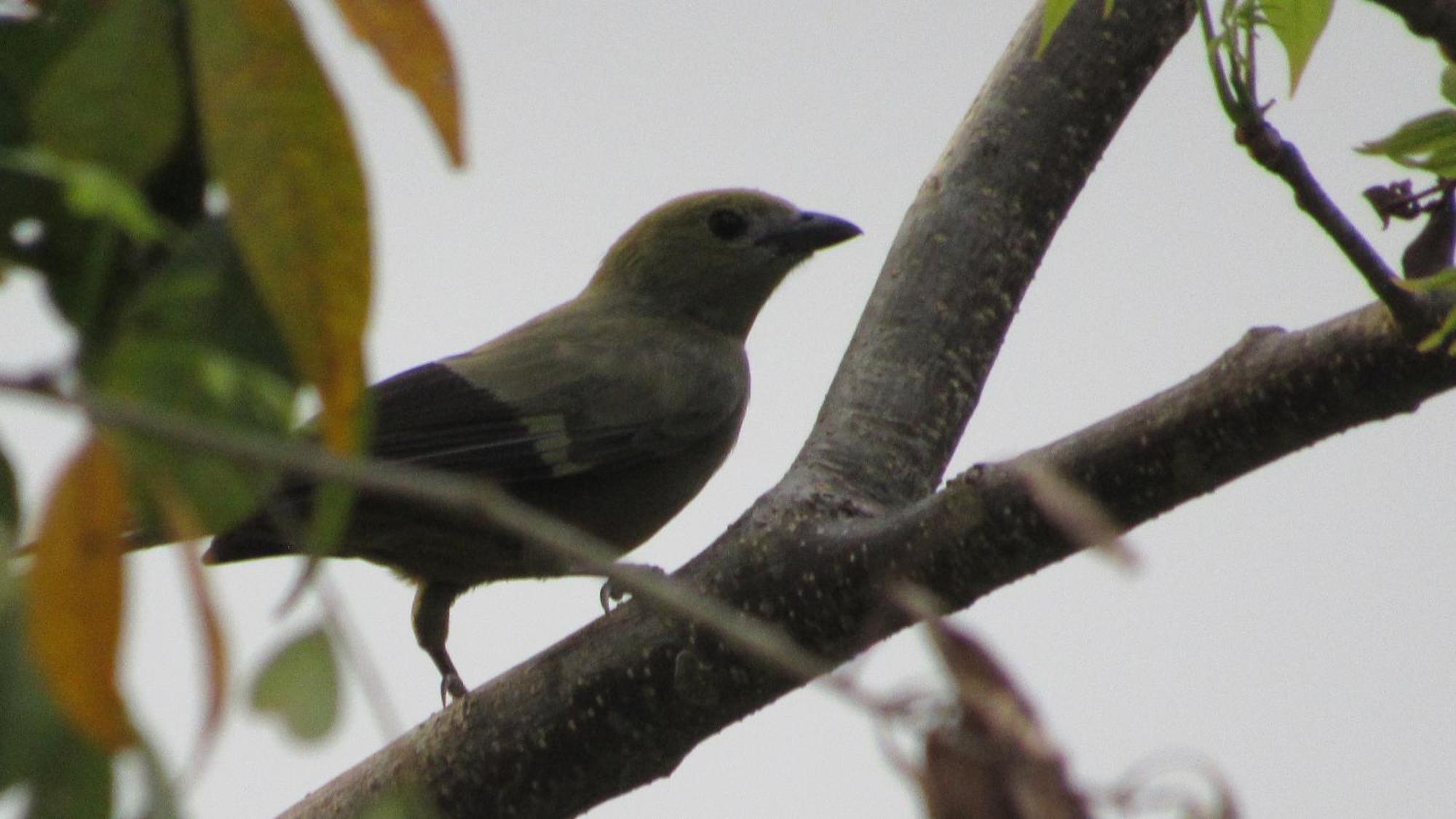 Hostal Mirador Dentro Del Parque Tayrona 埃尔扎伊诺 外观 照片